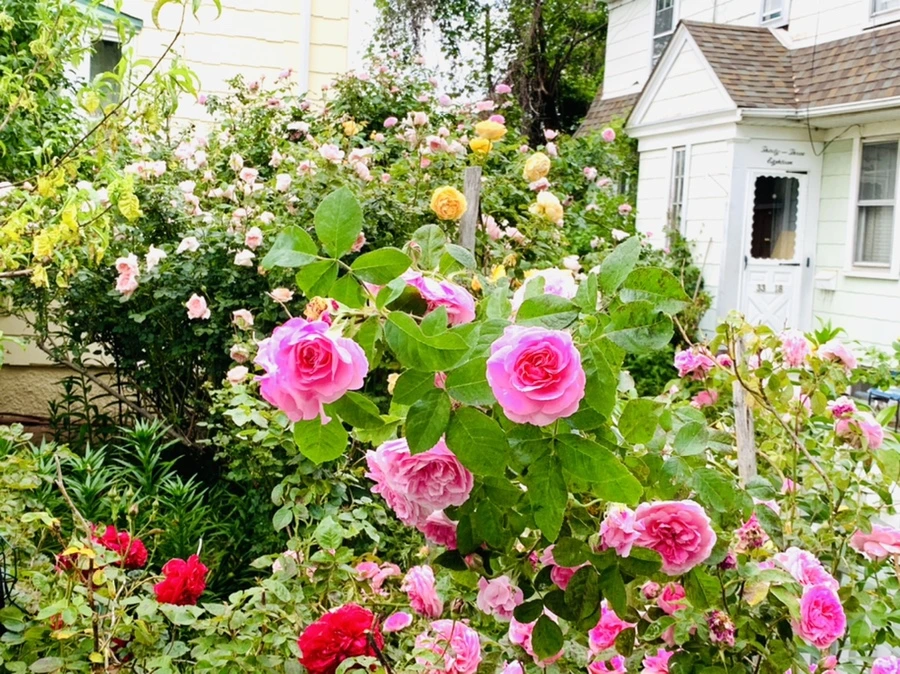 IMG_5980.jpg?type=w966