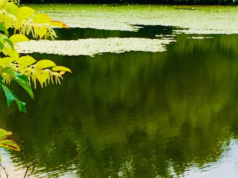 IMG_5827.jpg?type=w966