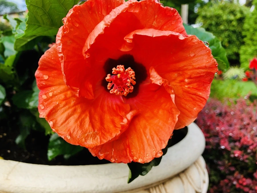 IMG_3454.jpg?type=w966