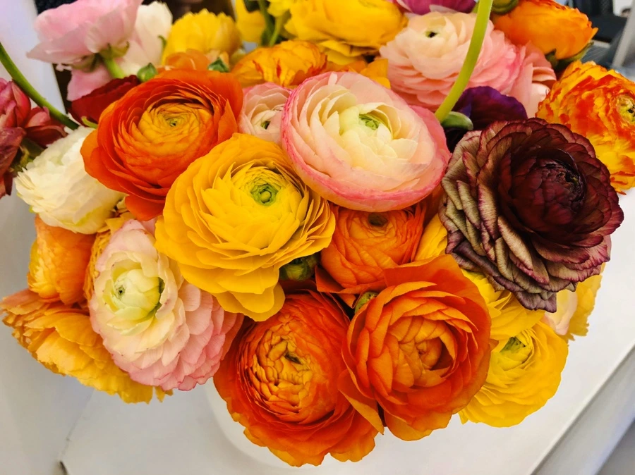 IMG_5556.jpg?type=w966