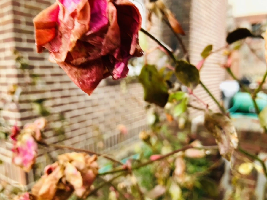 IMG_8581.jpg?type=w966