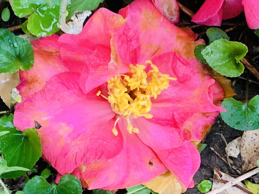 IMG_1364.jpg?type=w966