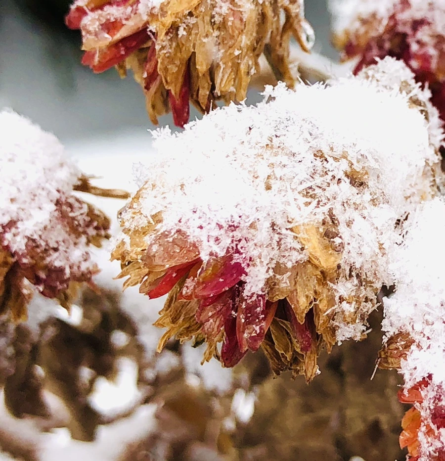 IMG_3450.jpg?type=w966