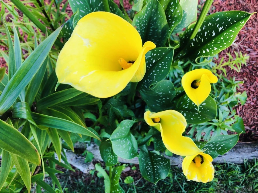 IMG_1848.jpg?type=w966