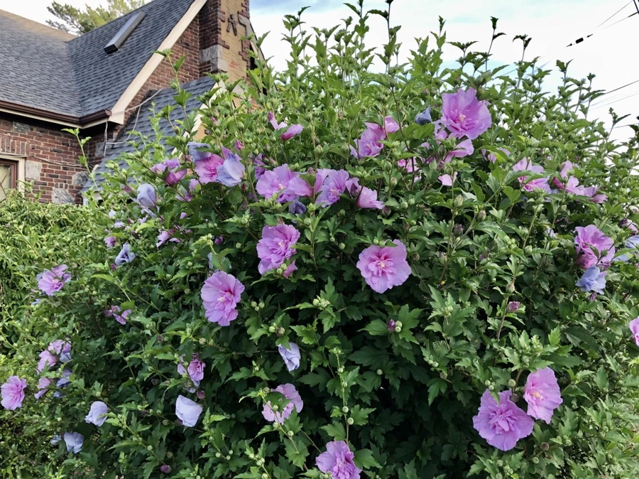 IMG_1534.jpg?type=w966