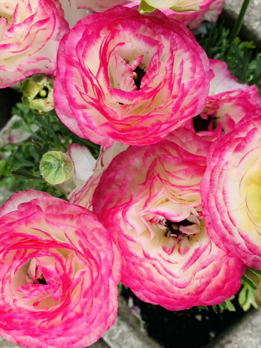 IMG_3957.jpg?type=w966