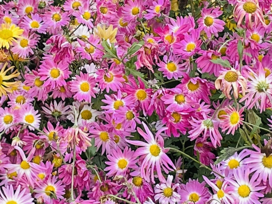 IMG_1195.jpg?type=w966