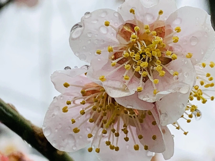 IMG_1866.jpg?type=w966