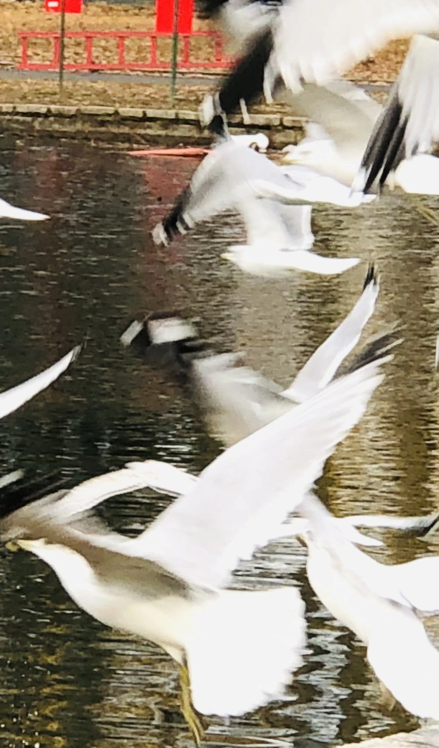 IMG_8637.jpg?type=w966