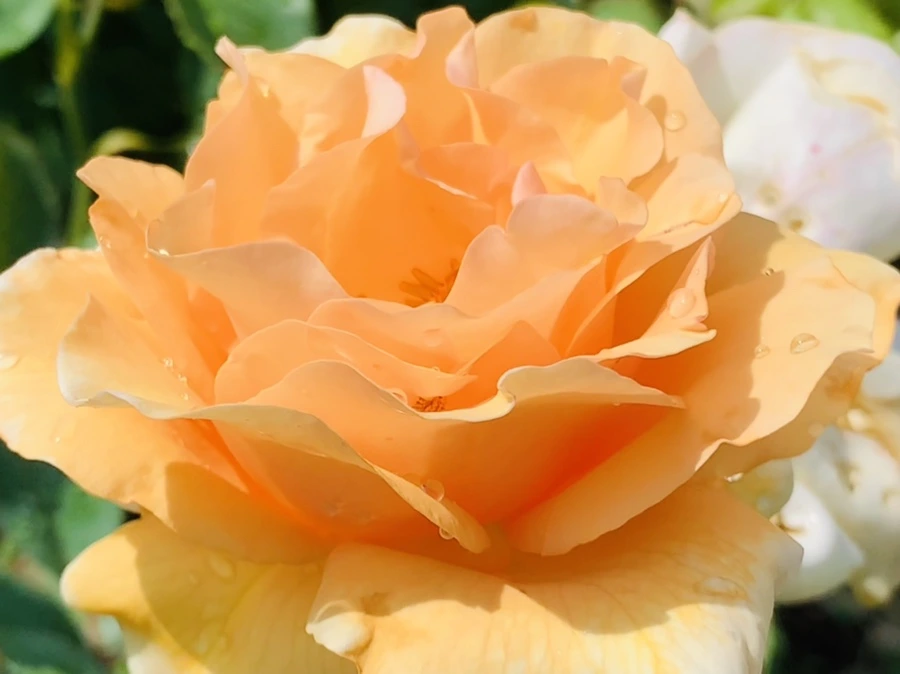 IMG_8504.jpg?type=w966