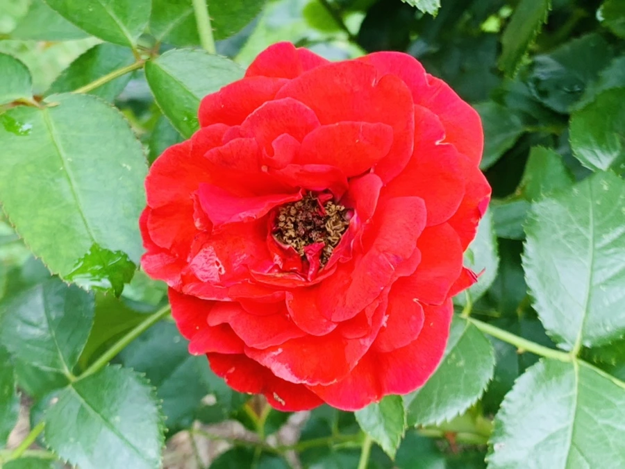 IMG_8704.jpg?type=w966