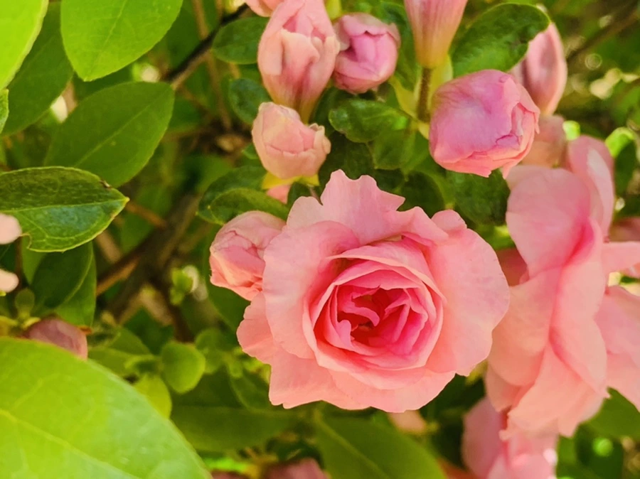 IMG_3109.jpg?type=w966