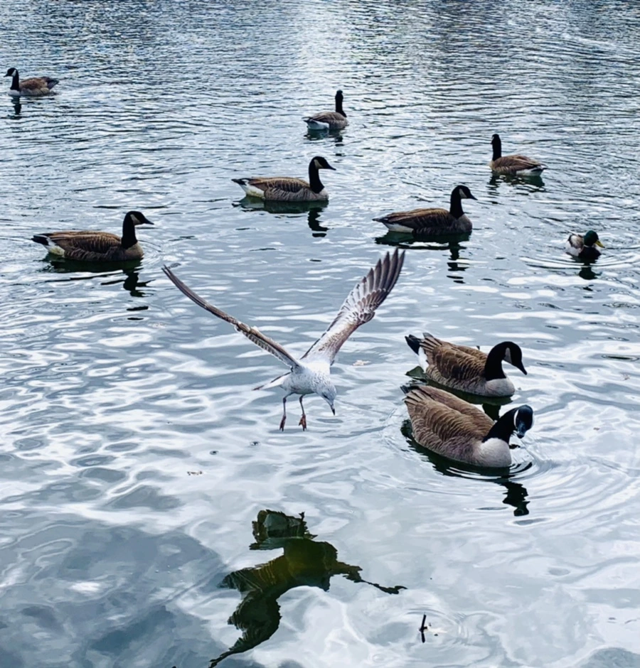 IMG_7769.jpg?type=w966