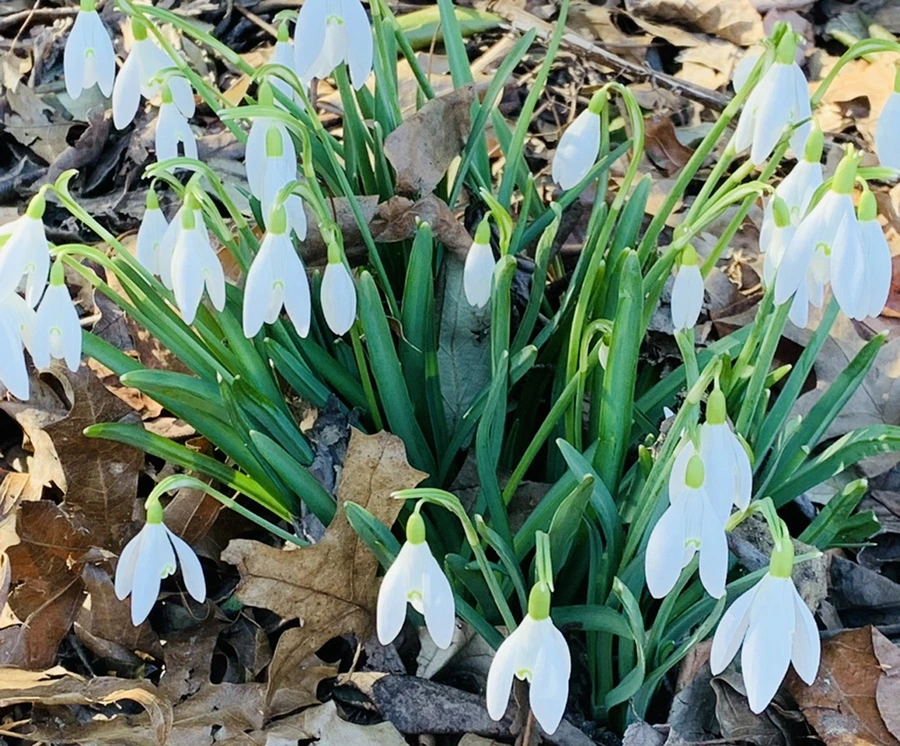 IMG_0704.jpg?type=w966