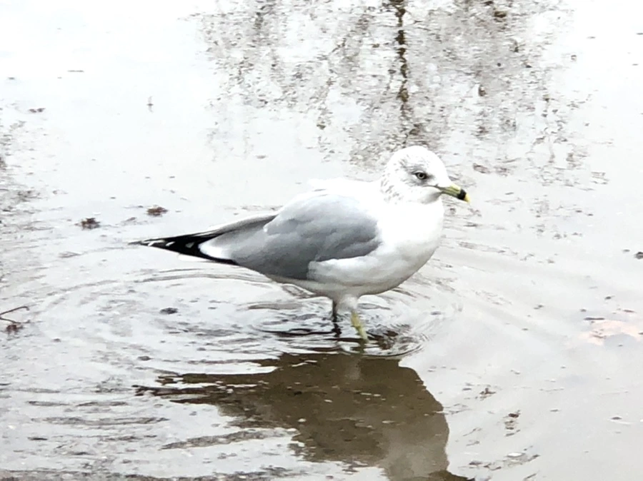 IMG_9440.jpg?type=w966