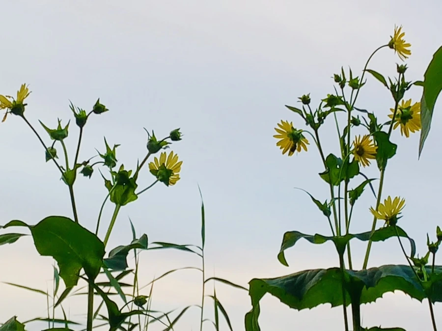 IMG_5598.jpg?type=w966