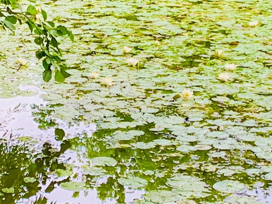 IMG_7797.jpg?type=w966