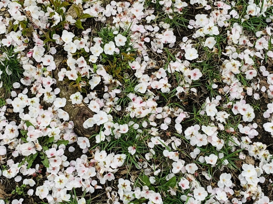 IMG_1302.jpg?type=w966