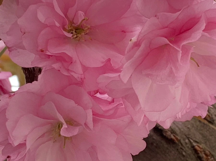 IMG_5502.jpg?type=w966