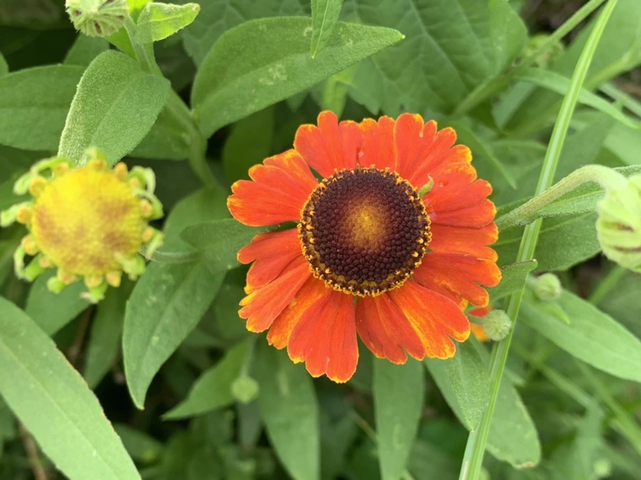 IMG_5997.jpg?type=w966