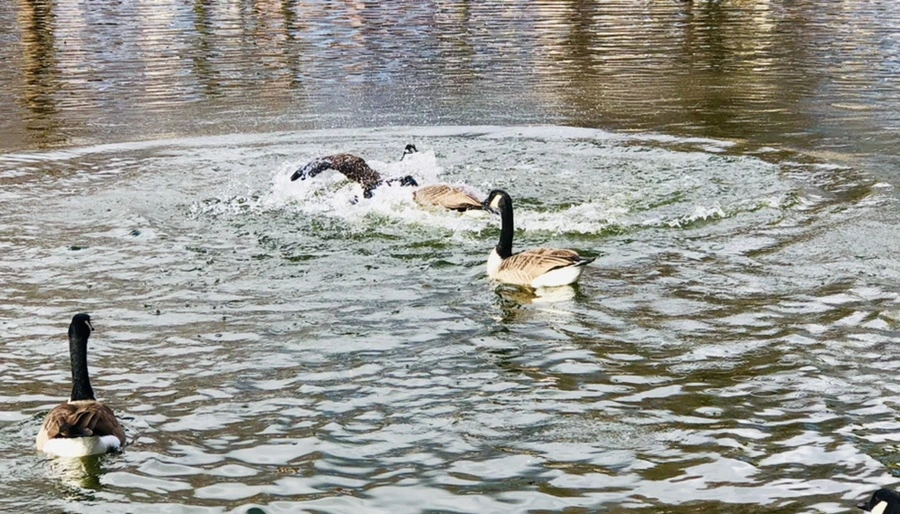 IMG_3617.jpg?type=w966