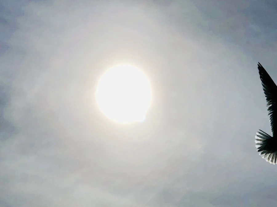 IMG_3130.jpg?type=w966