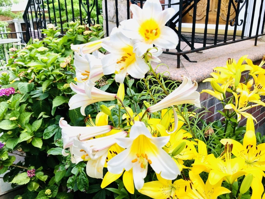 IMG_0244.jpg?type=w966