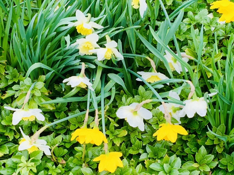 IMG_6088.jpg?type=w966