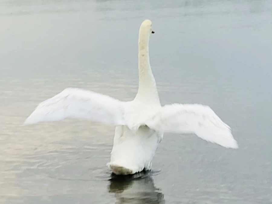 IMG_0292.jpg?type=w966