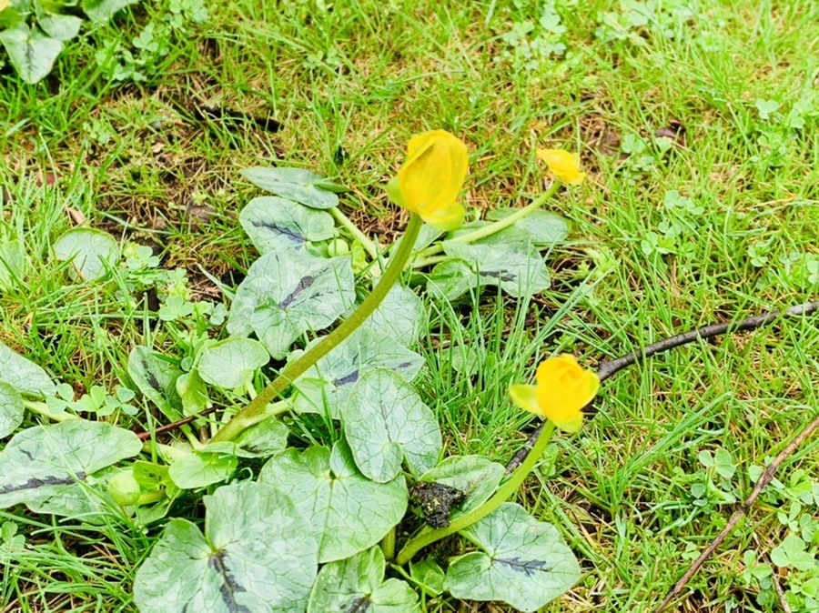 IMG_5051.jpg?type=w966