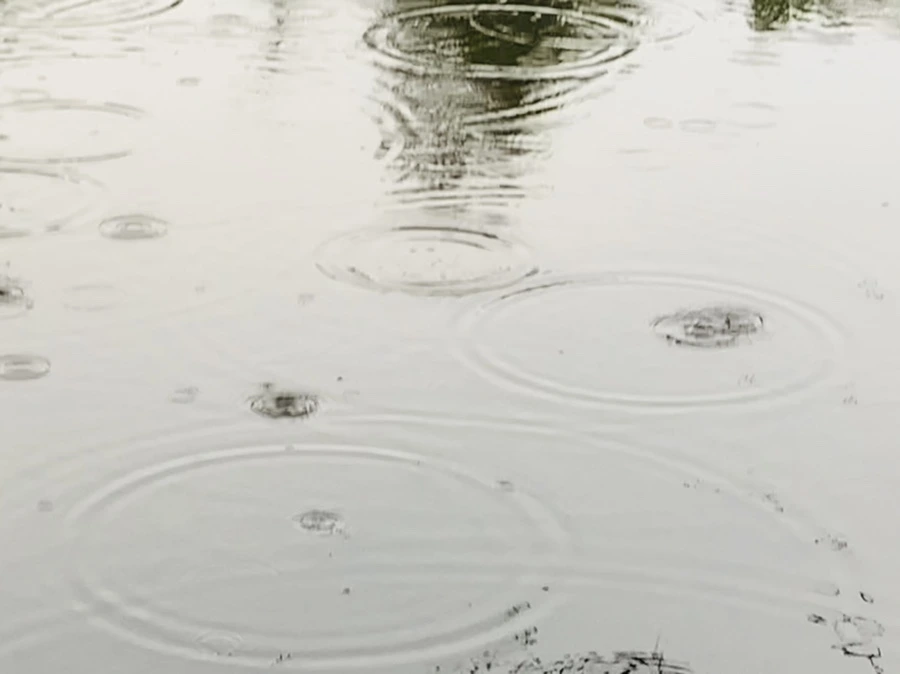 IMG_8295.jpg?type=w966