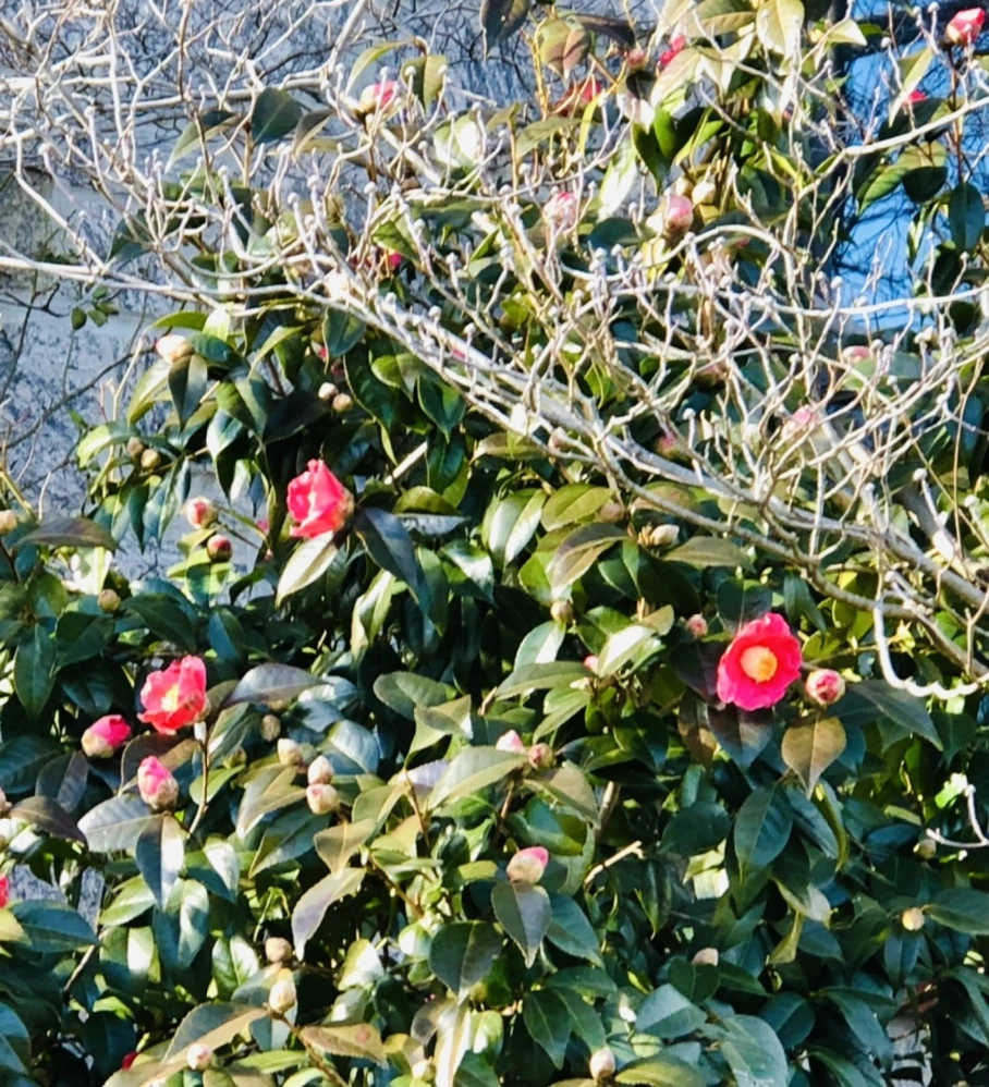 IMG_1370.jpg?type=w966