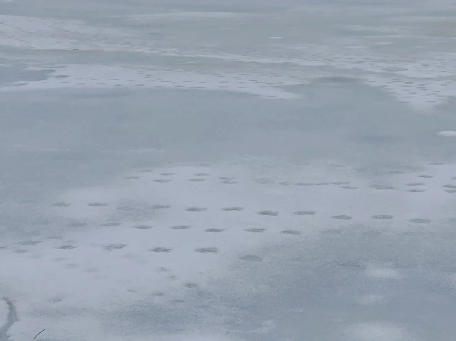 IMG_4386.jpg?type=w966