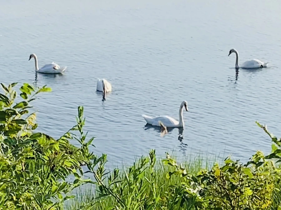 IMG_1519.jpg?type=w966