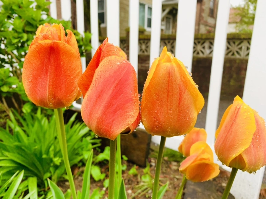 IMG_5231.jpg?type=w966