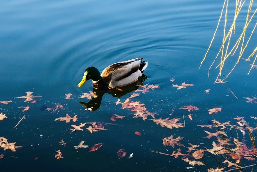 IMG_4258.jpg?type=w966