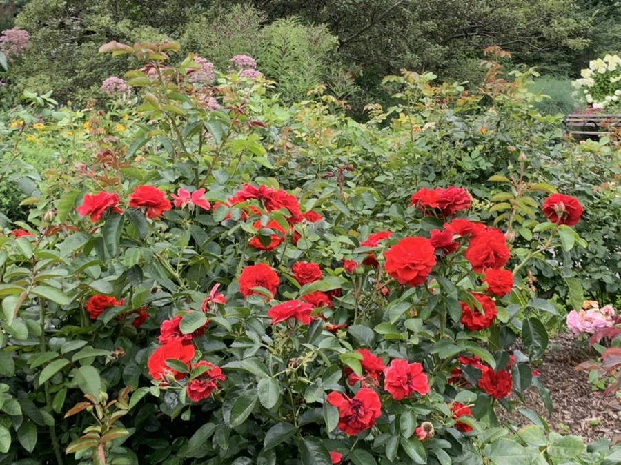 IMG_5075.jpg?type=w966