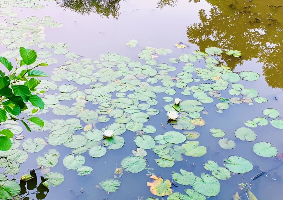 IMG_8256.jpg?type=w966