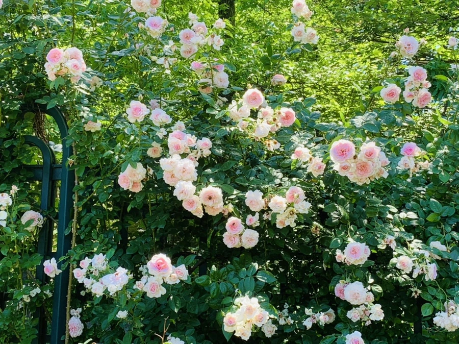 IMG_4136.jpg?type=w966