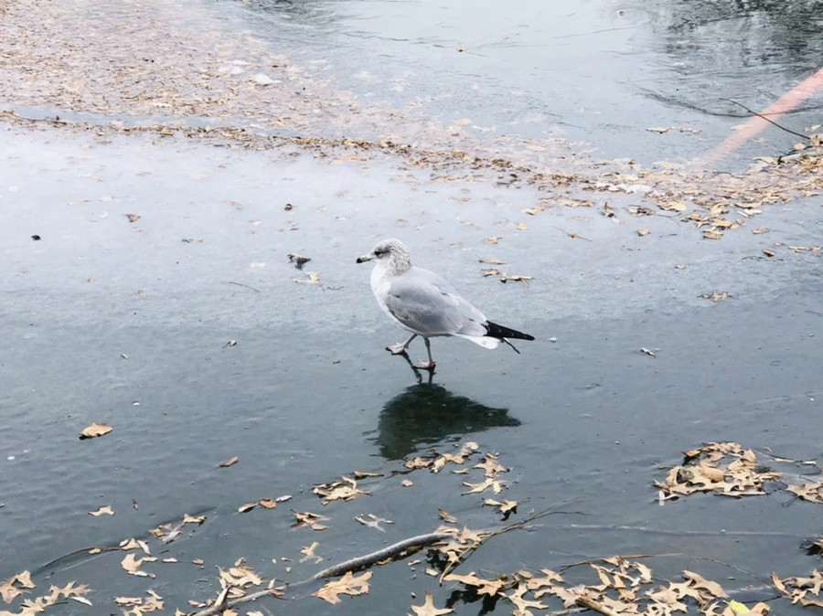 IMG_8699.jpg?type=w966