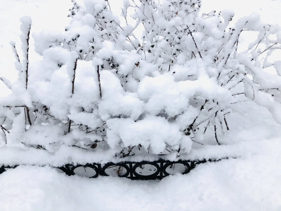 IMG_0972.jpg?type=w966