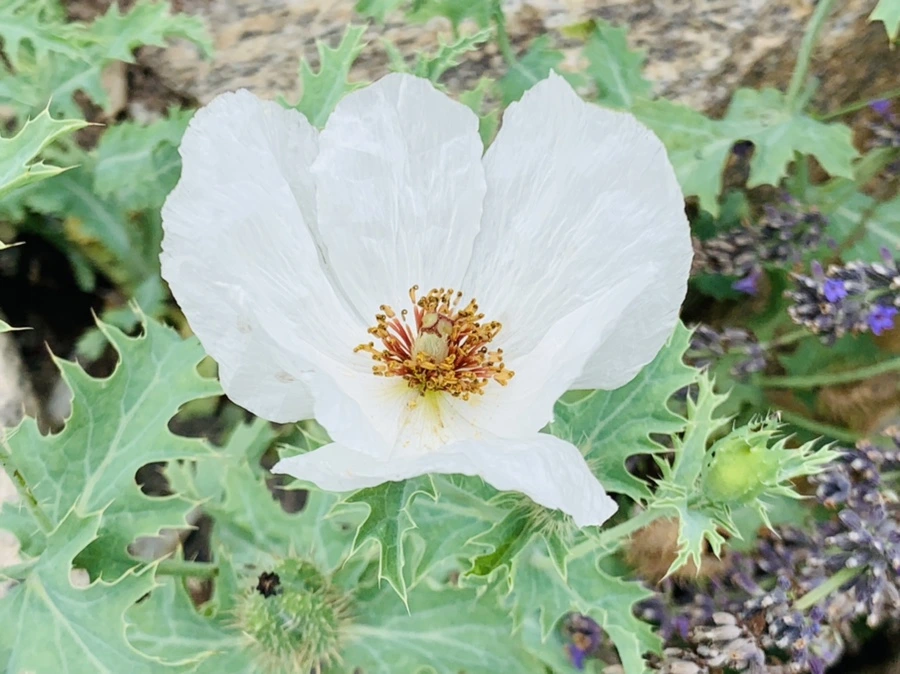 IMG_9485.jpg?type=w966