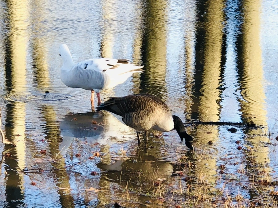 IMG_9285.jpg?type=w966