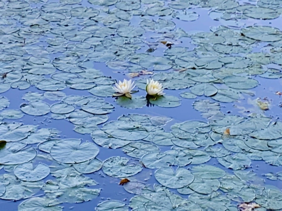 IMG_1031.jpg?type=w966