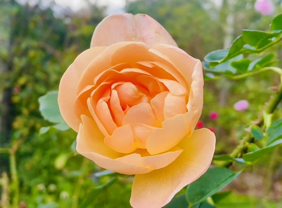 IMG_0157.jpg?type=w966