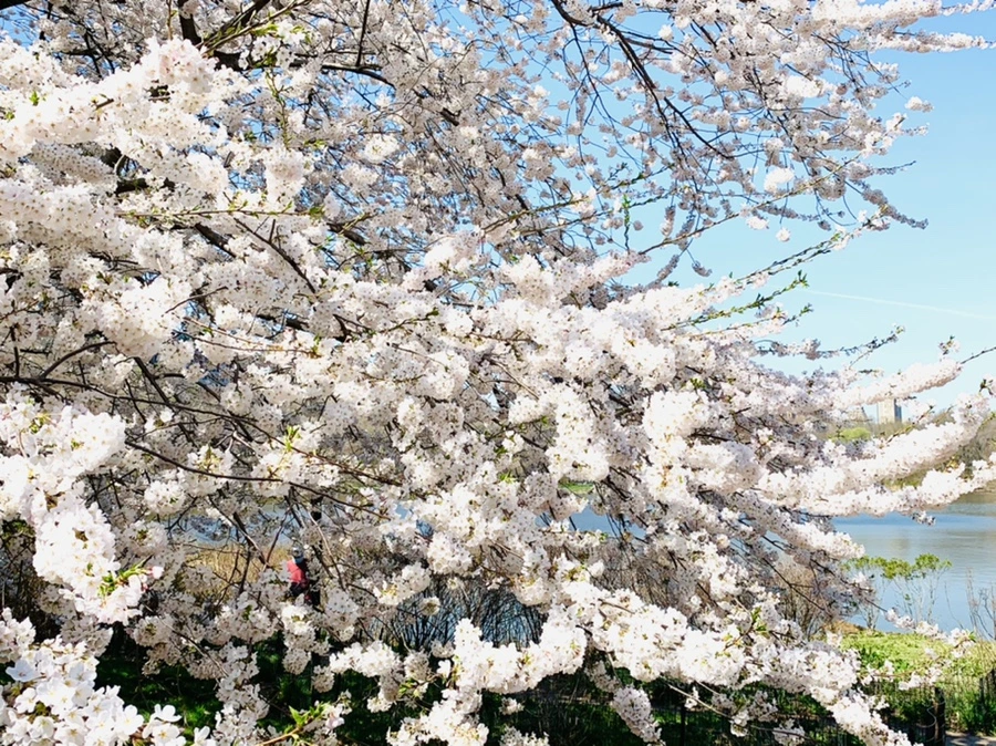 IMG_8981.jpg?type=w966