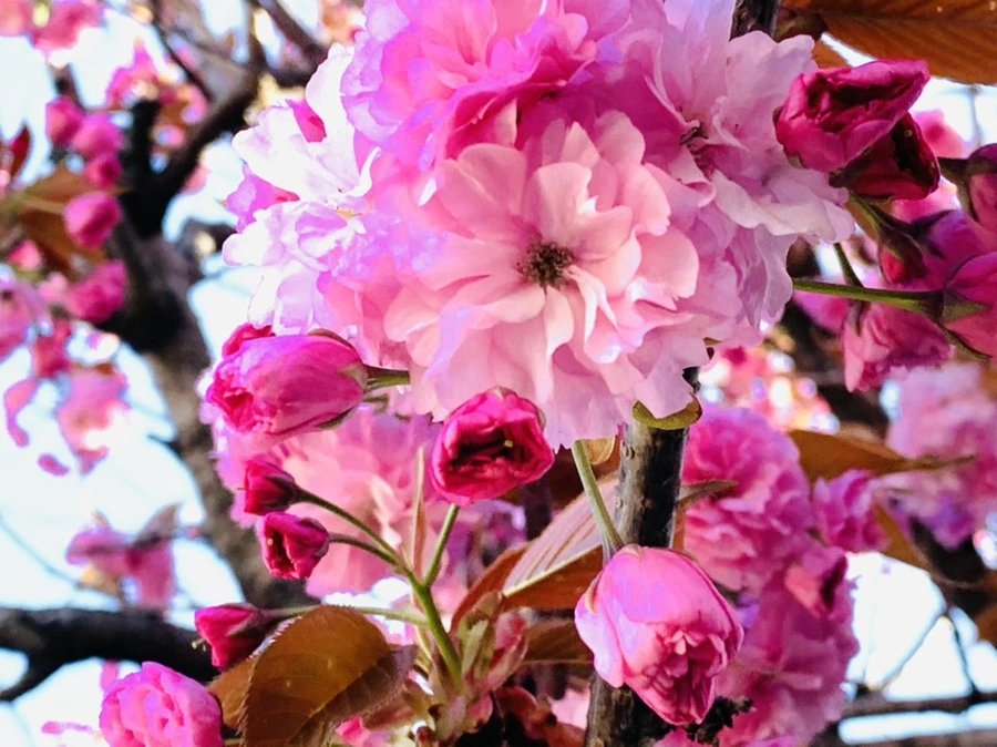 IMG_4201.jpg?type=w966