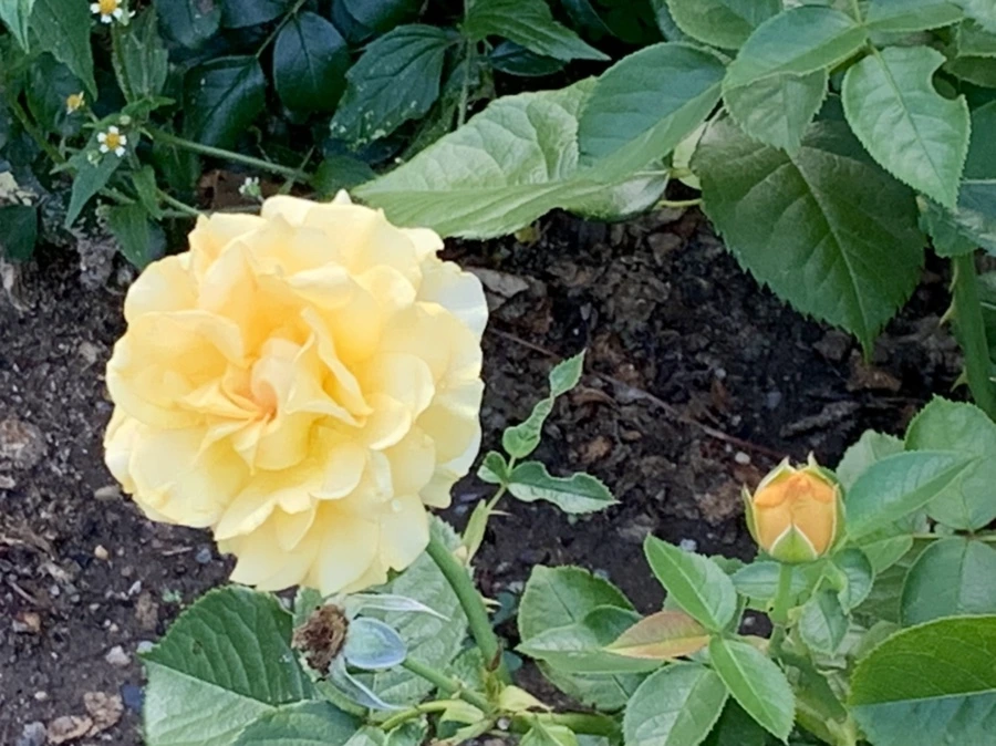 IMG_2932.jpg?type=w966