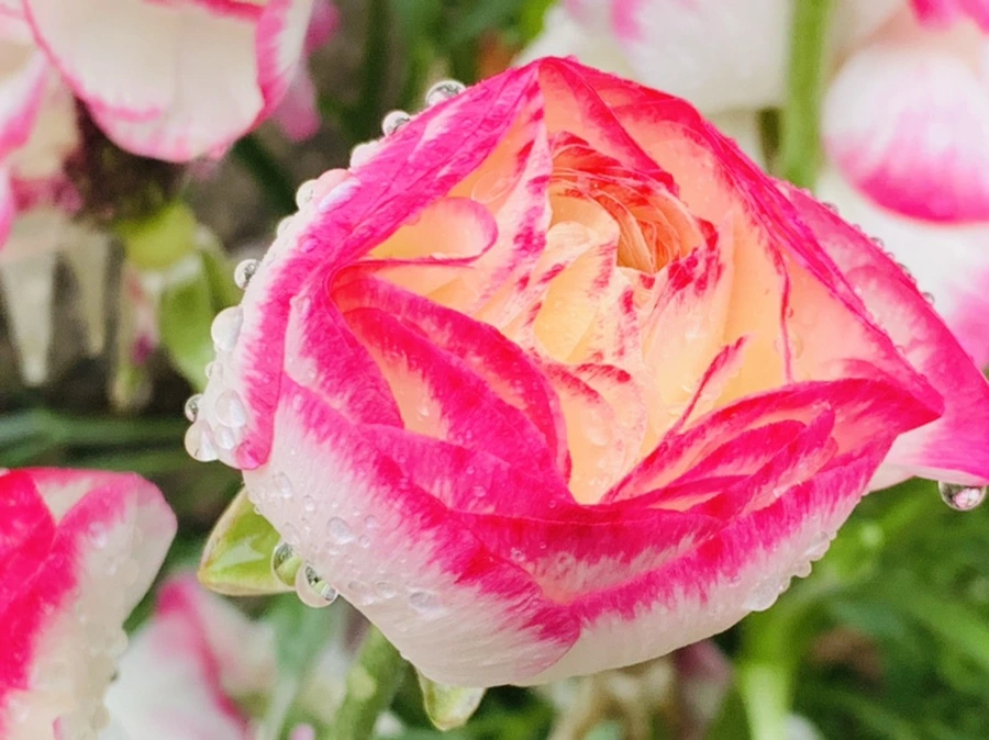 IMG_9434.jpg?type=w966