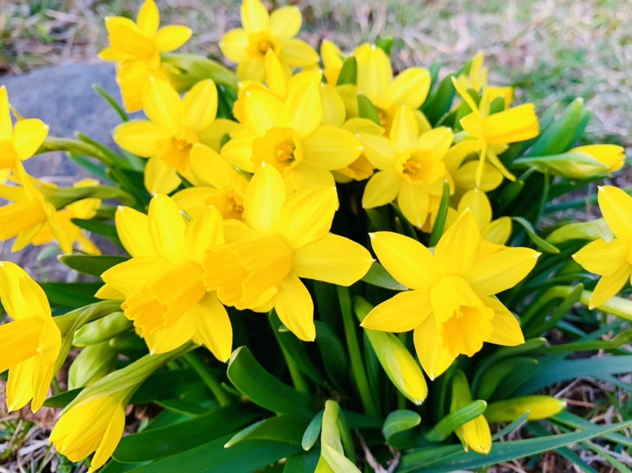 IMG_2717.jpg?type=w966